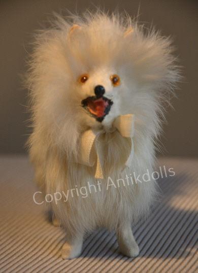 Spitz stehend
