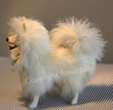 Spitz stehend